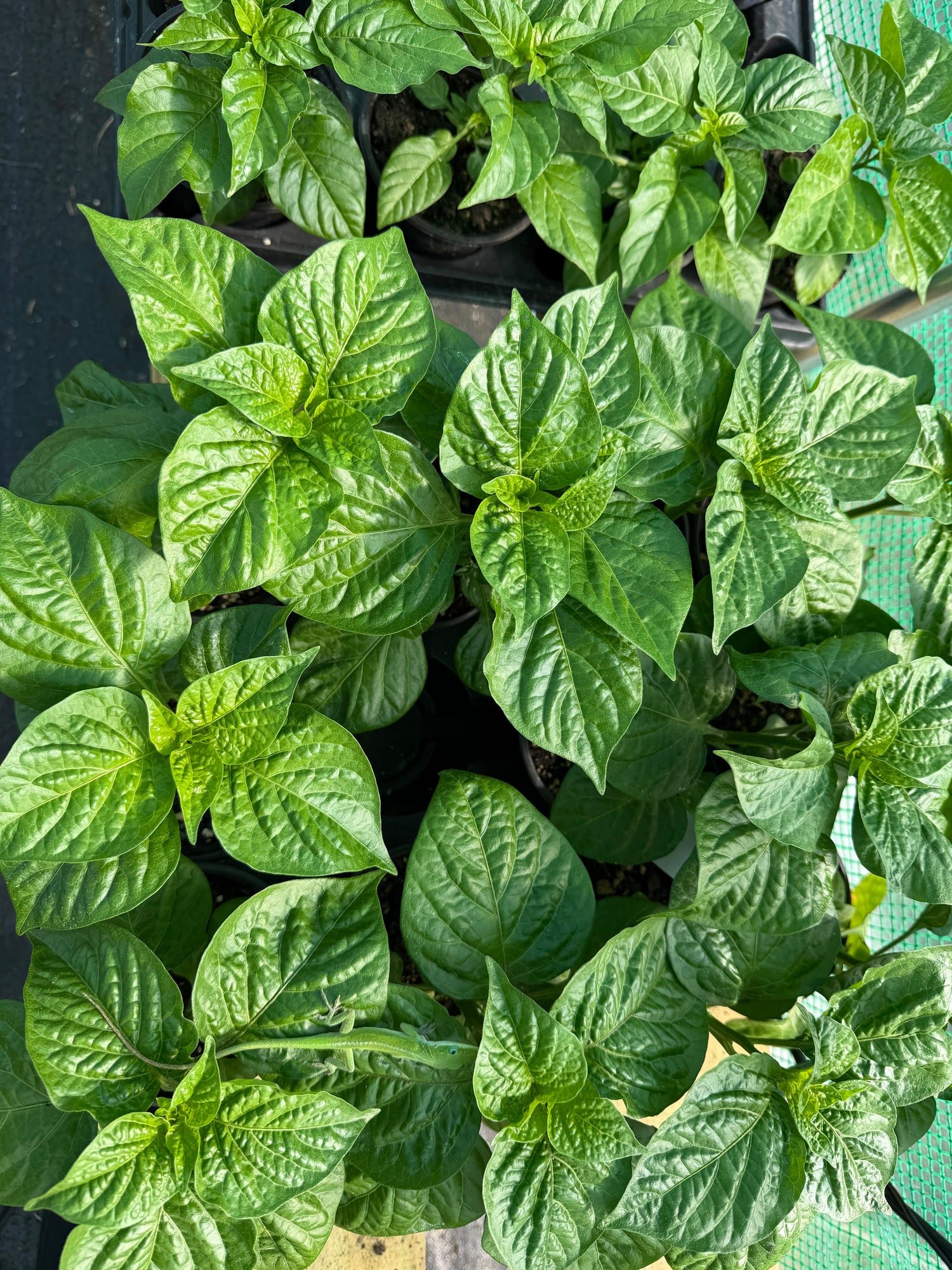 Different varieties of herbs