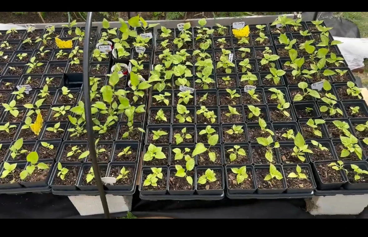 Different varieties of herbs
