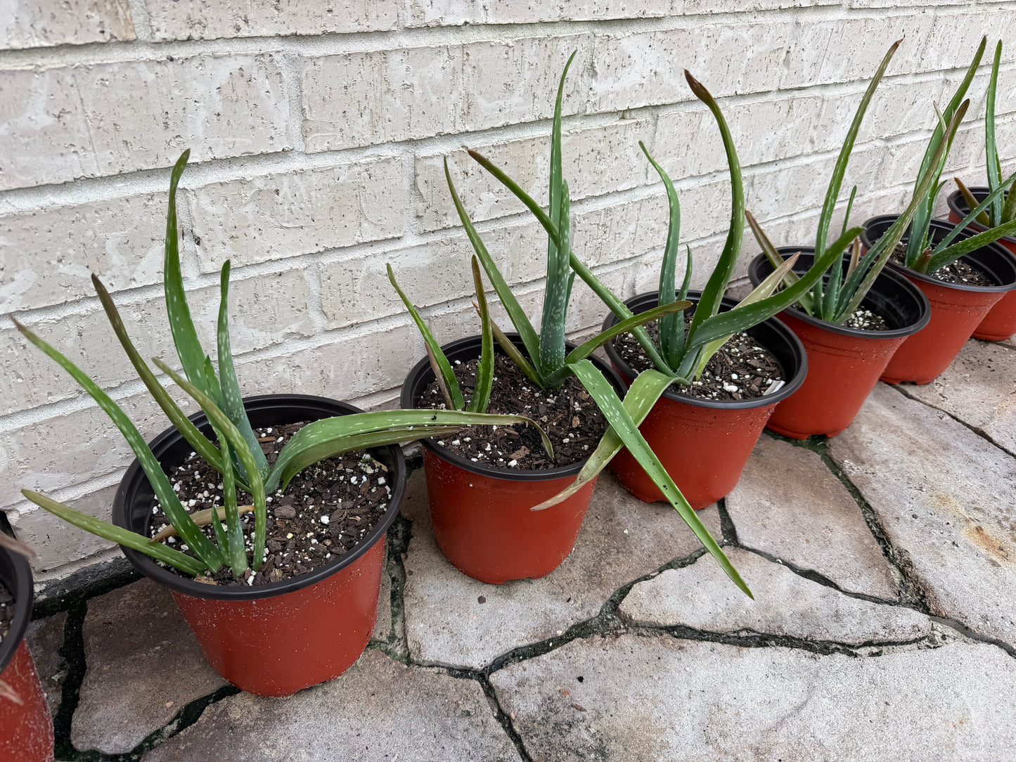 Planta de Sábila ( 1 Galón)