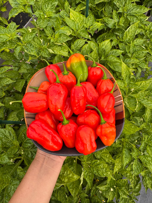 Semillas de Ají Dulce "Criollo"