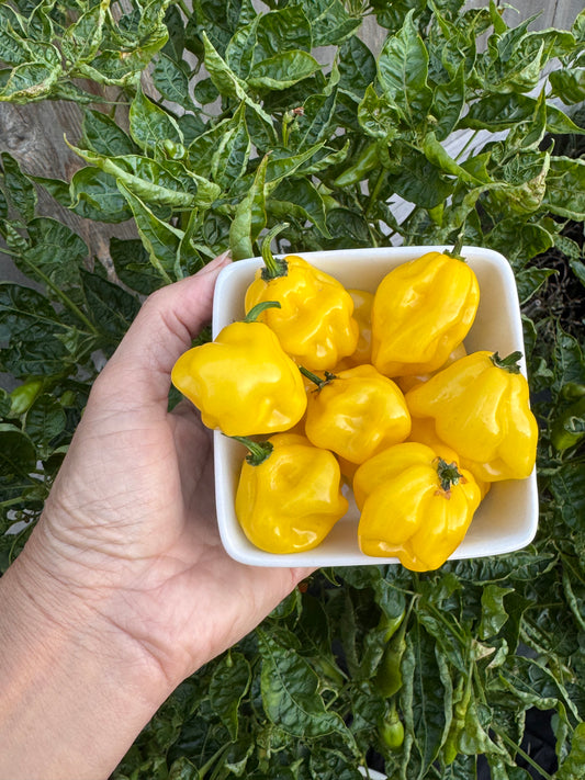 Planta de Ají Dulce Rosita