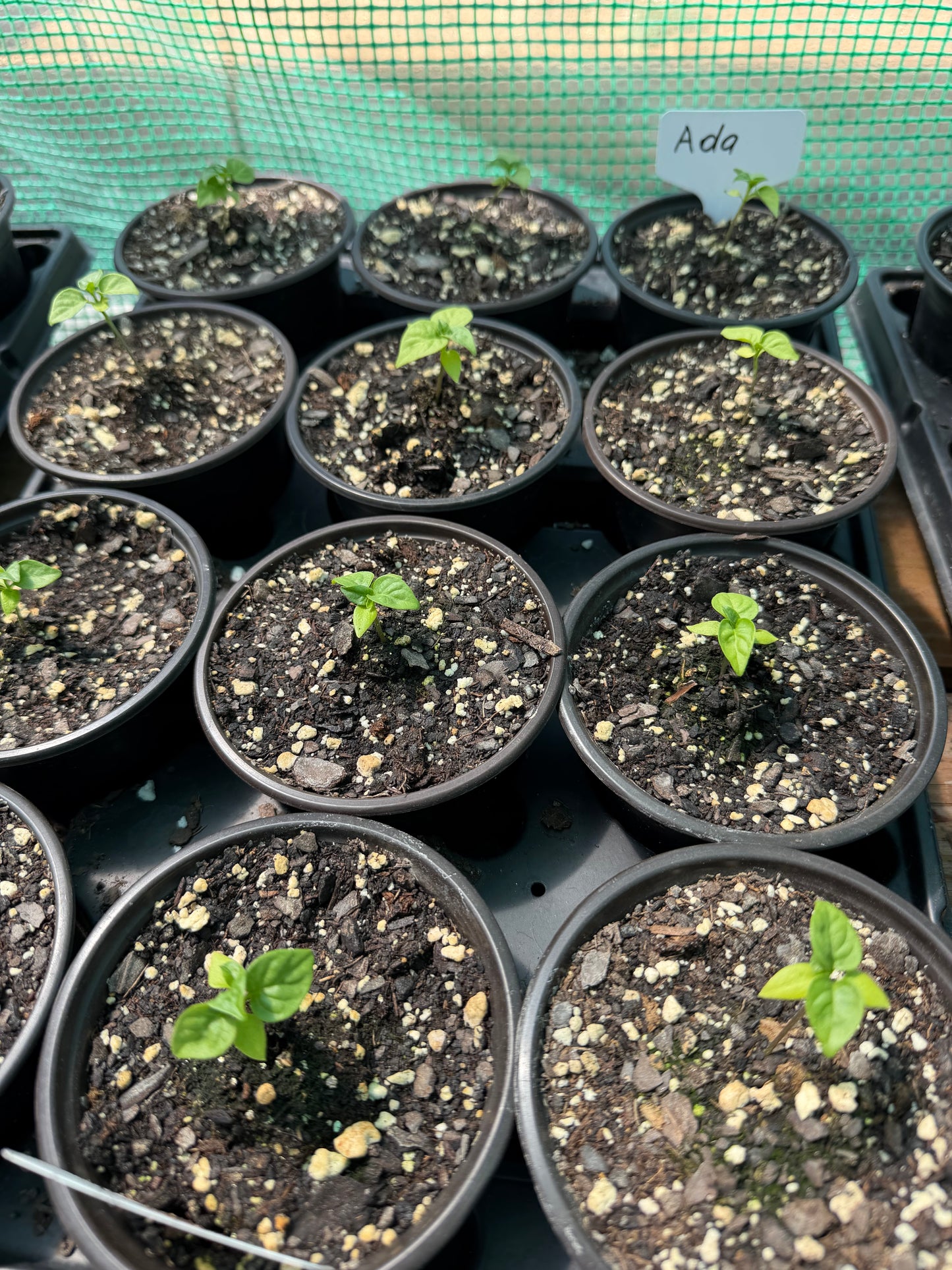 Planta de Ají Dulce "Ada" (ABRIL)