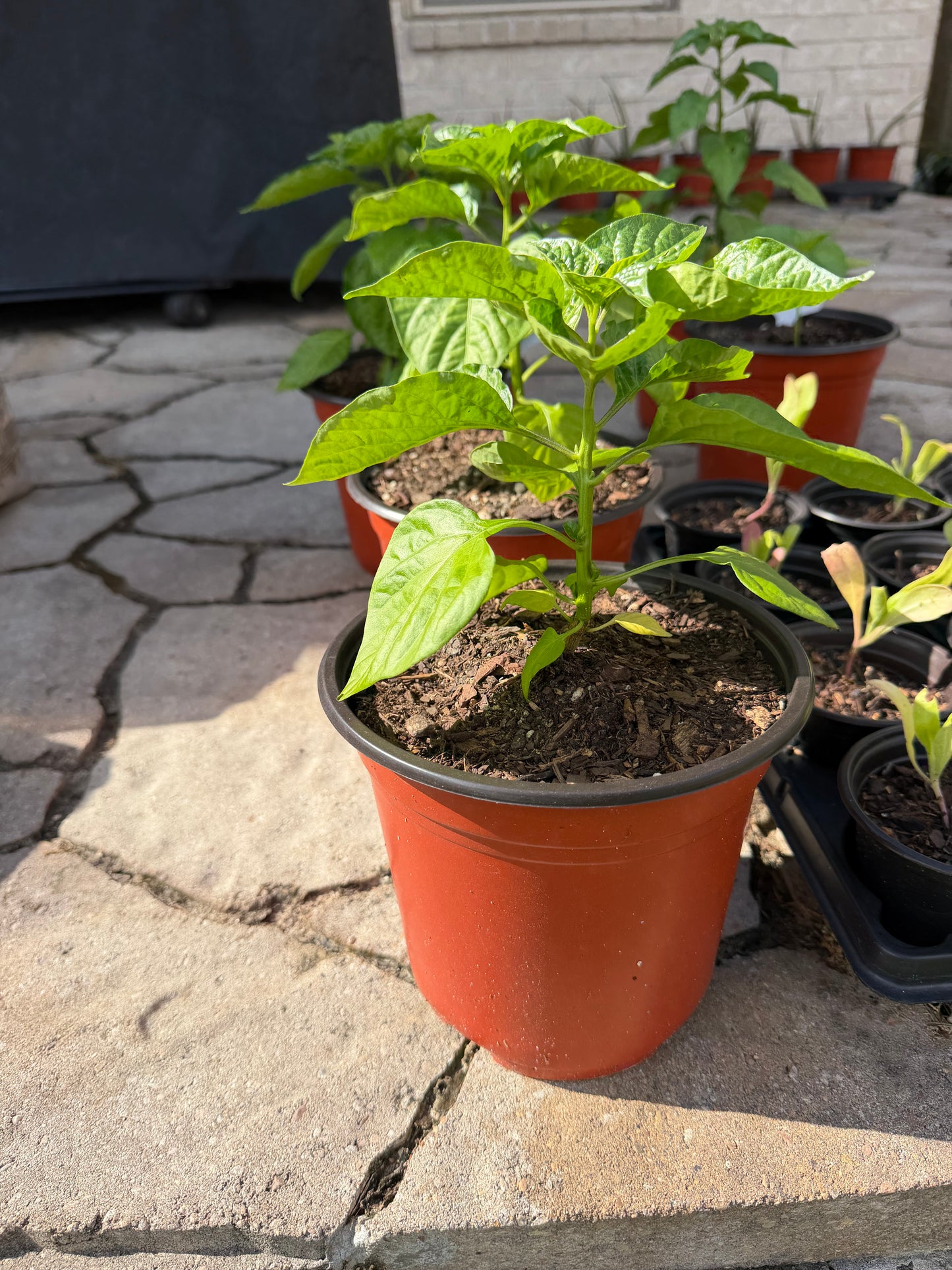 Planta de Ají Dulce. Jobito