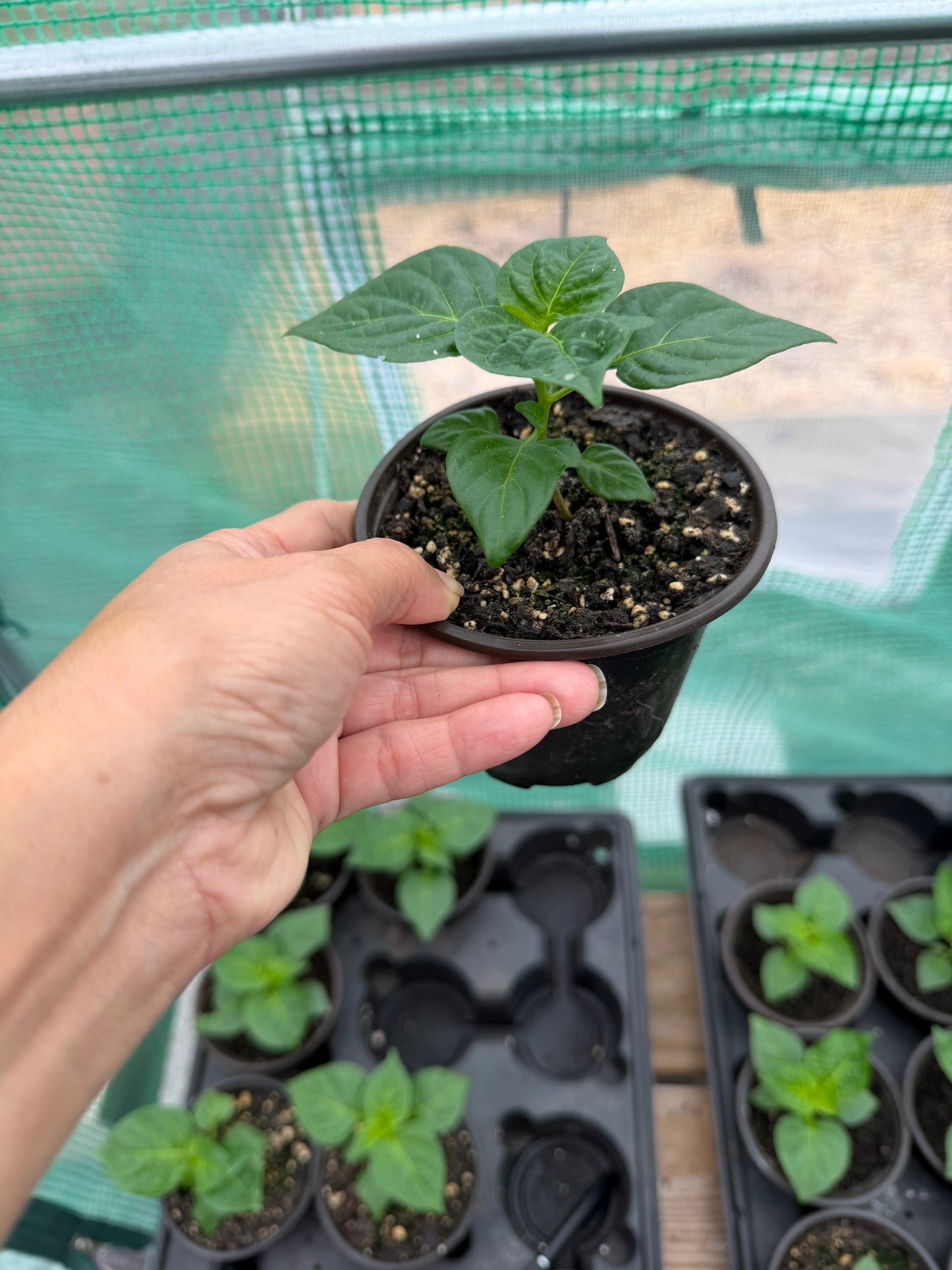 Planta de Ají Dulce Rosita Amarillo (Pequeñas)