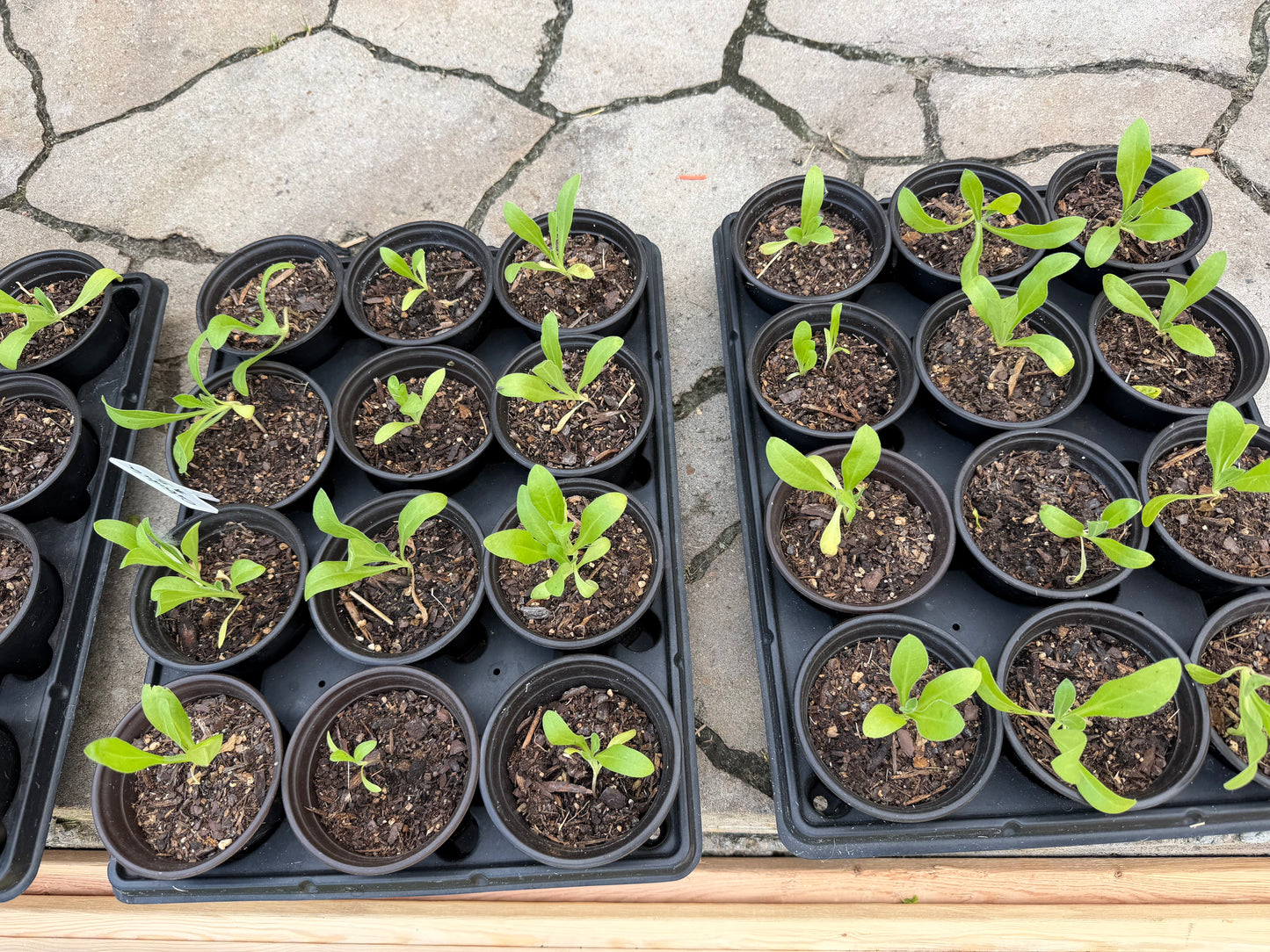 Planta de Caléndula