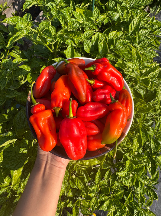 Semillas de Ají "Misterioso"