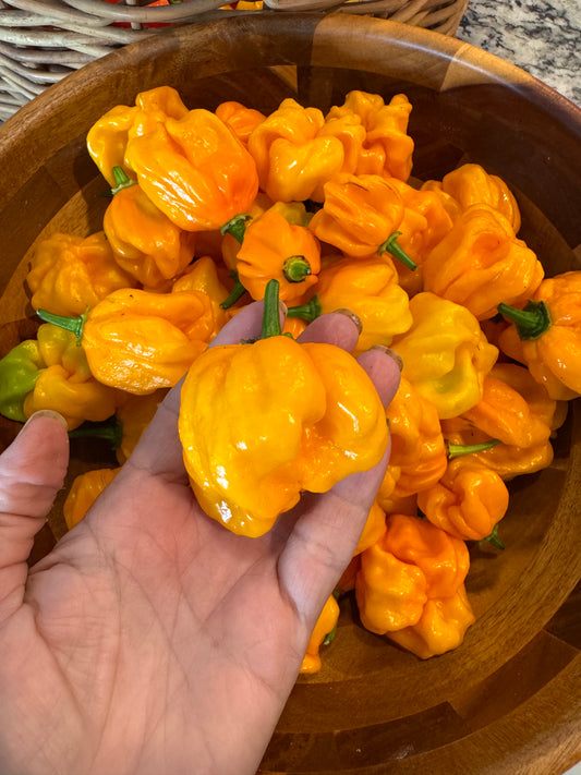 Planta de Ají Picante Sartenejas