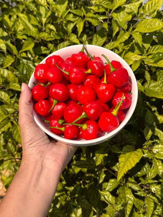 Semillas de Ají Dulce "Gigante"