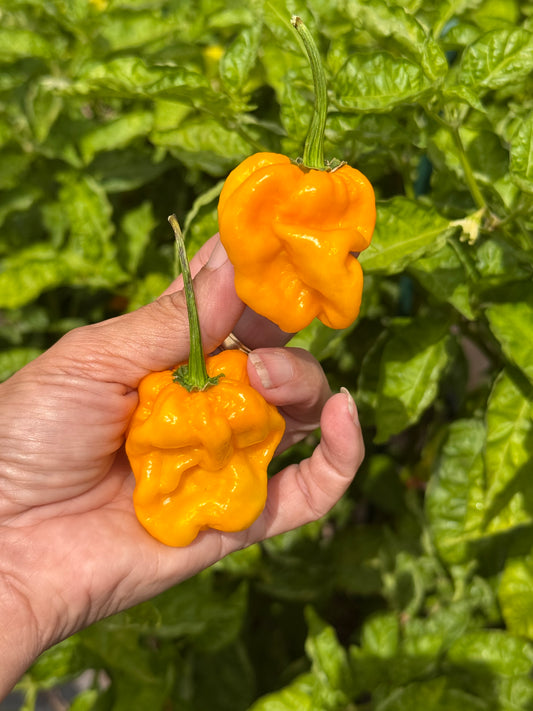 Planta de Ají Dulce "Ada"