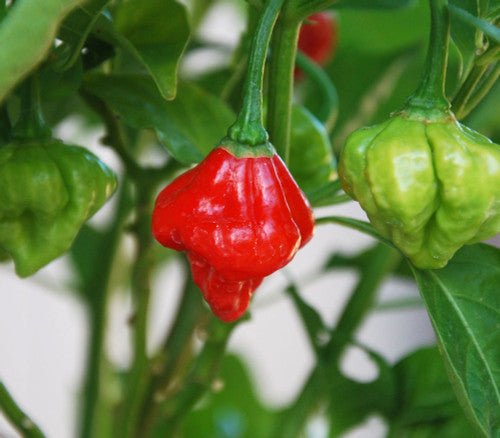 Planta de Ají Dulce Rosita Rojo